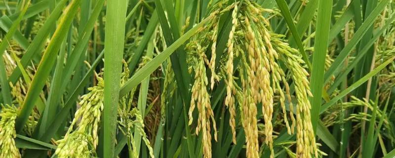 晋稻20号水稻品种的特性，适宜播期4月上中旬