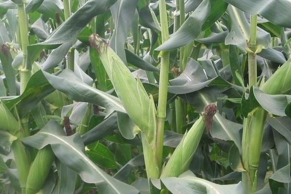 先丰211玉米种子特征特性，注意防治矮花叶病和倒伏发生