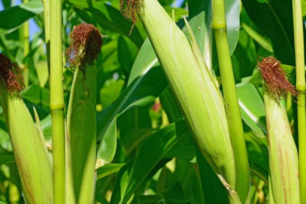 湘黔玉8201玉米种子特点，及时防治纹枯病和玉米螟