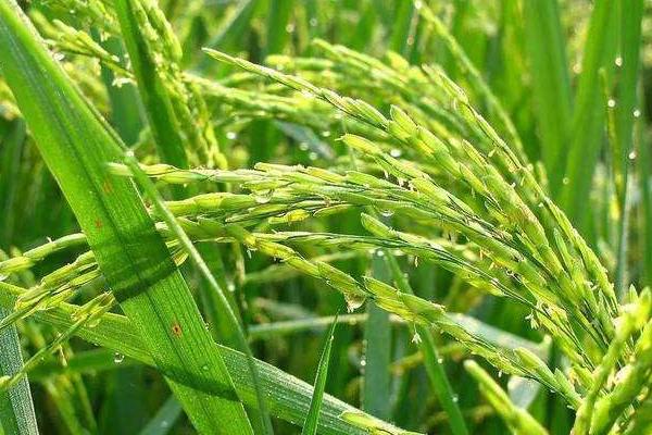 扬泰优5293水稻种子介绍，6月中旬播种