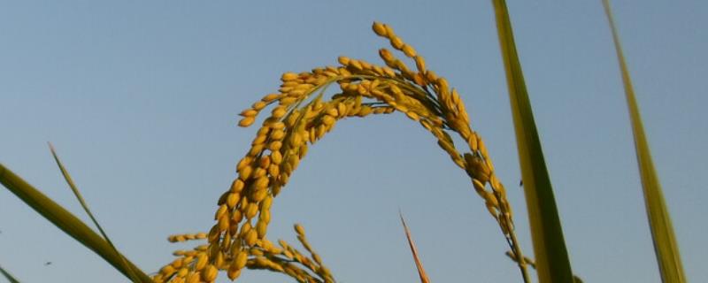 民香优4876水稻品种简介，秧田亩播种量10.0千克