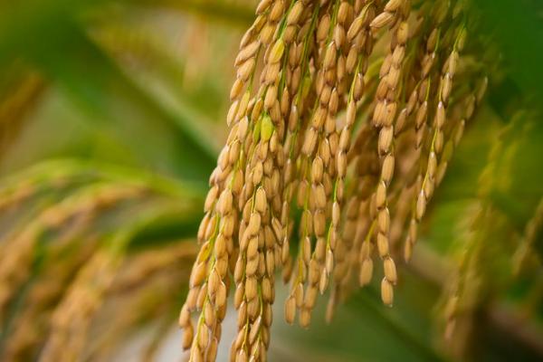 悦两优7068水稻种子简介，秧田亩播种量10.0千克