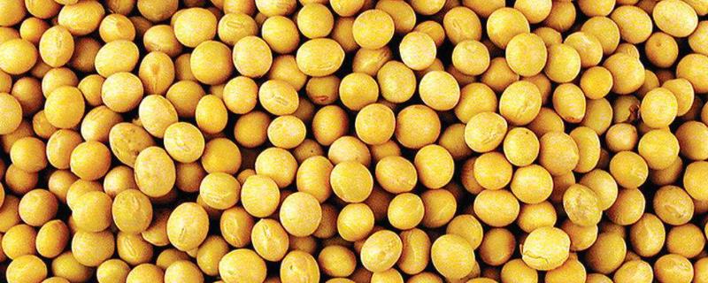中黄322大豆种子简介，该品种为春播高油大豆品种