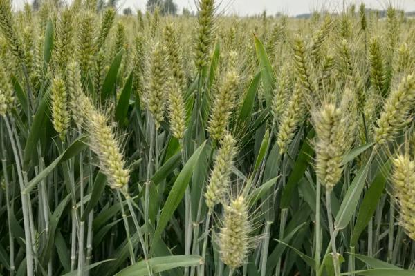 中麦121小麦品种简介，全生育期浇水2～3次