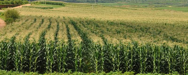 万糯198玉米品种的特性，播种时采用等行距60厘米