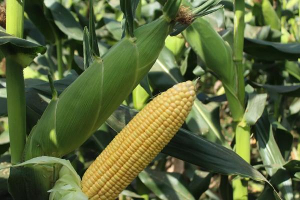 秦良666玉米种子特征特性，适宜密度为3000株/亩左右