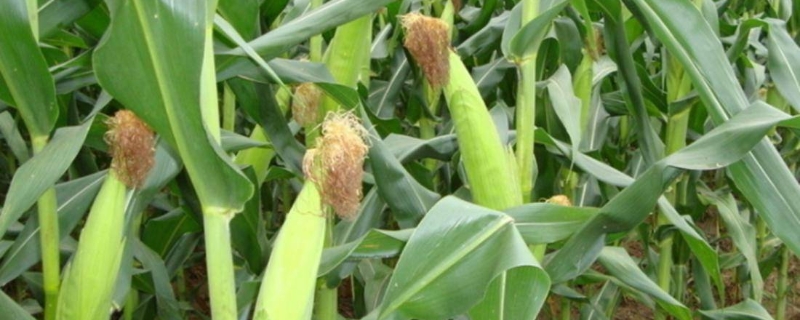 蠡玉219玉米品种的特性，播种时采用等行距60厘米