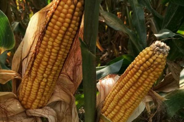 冀农802玉米种子特征特性，苗期注意防治蓟马和灰飞虱
