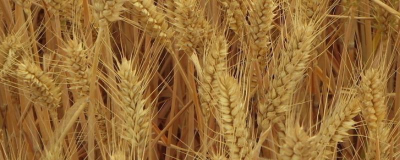 金丰828小麦品种的特性，平均生育期251.5天