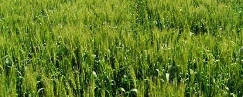 齐麦2号小麦品种简介，足墒播种