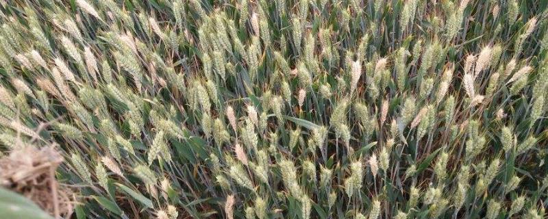 小麦病虫害有哪些，不同病虫害的症状不同