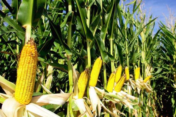 福瞾88玉米种子特点，适宜密度为5000株/亩左右