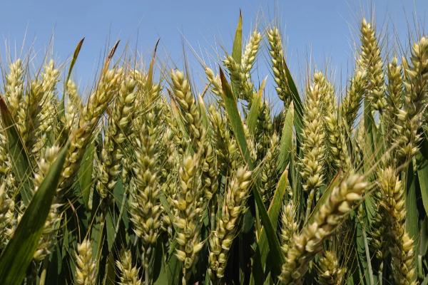 津强12号小麦种子特征特性，及时防治蚜虫等虫害