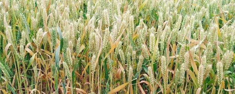 捷麦20小麦种子介绍，足墒播种