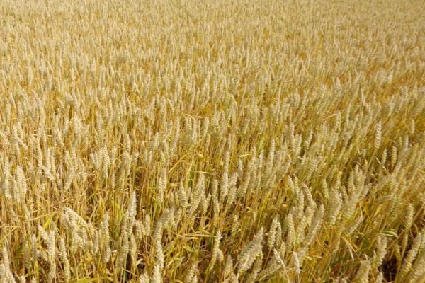 津强12号小麦种子特征特性，及时防治蚜虫等虫害