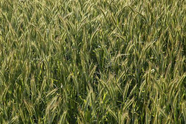 津强11号小麦种子特征特性，平均生育期105天
