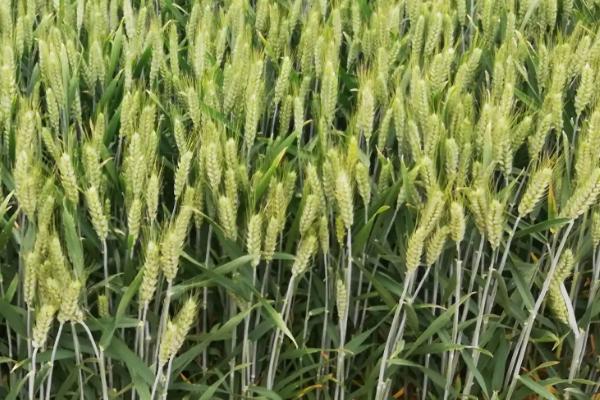 津强11号小麦种子特征特性，平均生育期105天