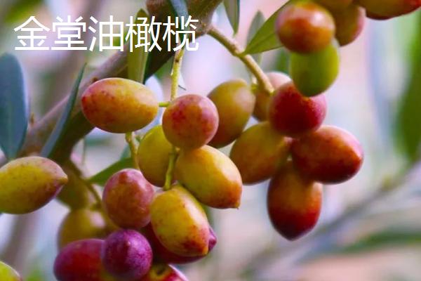 四川省金堂县的特产，金堂铁皮石斛作用好但市场价格很高