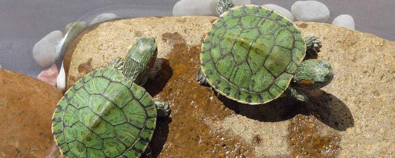 巴西龟需要晒太阳吗，需要晒太阳但是不能长时间晒