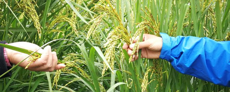 巨型稻为什么不推广，种植具有局限性