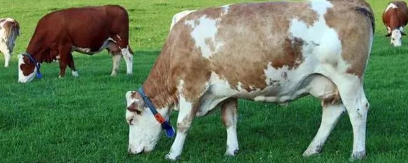 母牛为什么会流产，可能是机械性流产或营养不良导致流产等