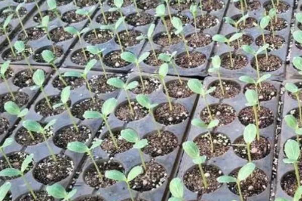 西瓜的种植方法，播种前要晒种2-3天