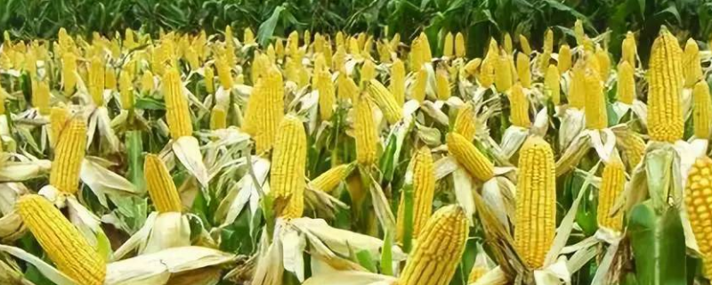 天利禾889玉米品种的特性，种植密度不宜过大