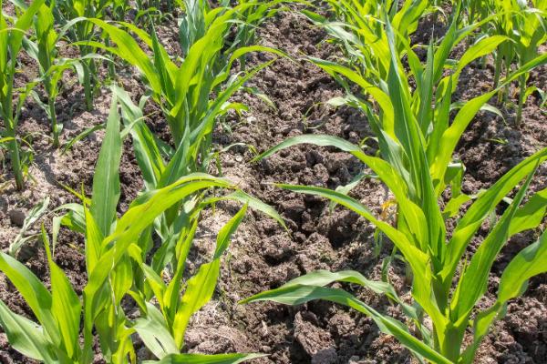 蒙龙207玉米种子特征特性，注意防治玉米螟