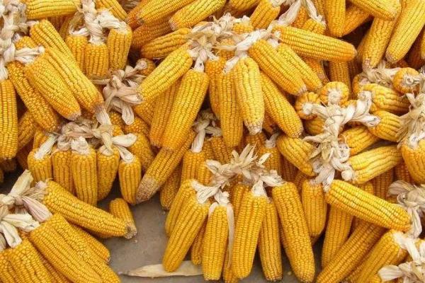 金粮8玉米品种简介，出苗至成熟122天左右