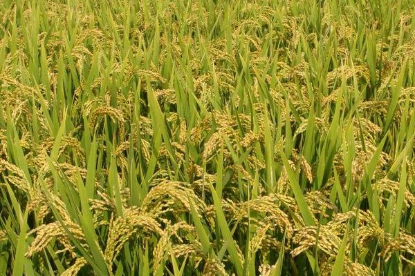 松粮云浪香水稻种子介绍，并喷施防治穗颈瘟药剂