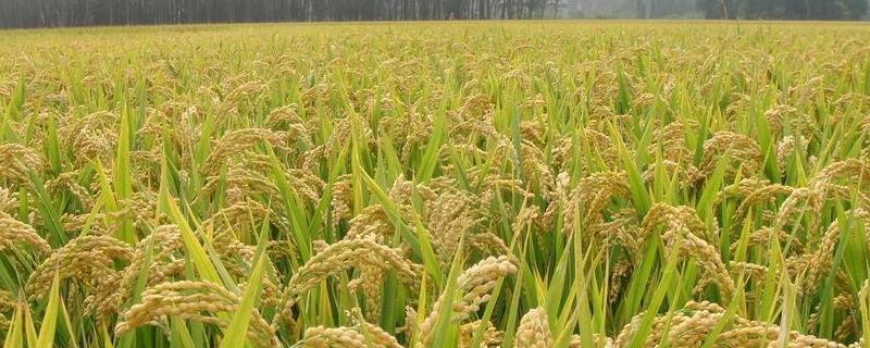 小町GA11水稻种子简介，生育期约134天左右