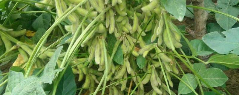 蒙豆50大豆种简介，中低肥力地块亩保苗9～10万株