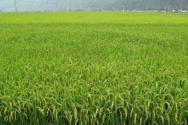 中亚108水稻种子介绍，生育期约147天左右