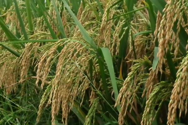 小町GA11水稻种子简介，生育期约134天左右