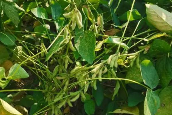 蒙豆50大豆种简介，中低肥力地块亩保苗9～1万株