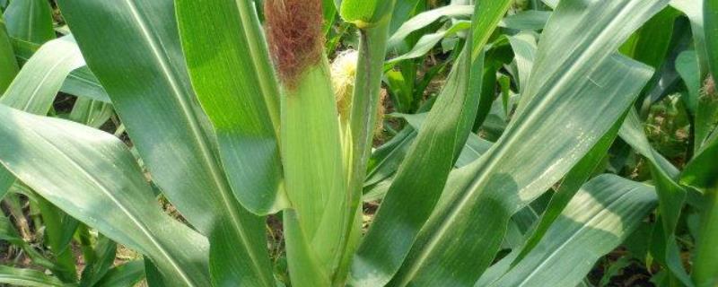 东单7512玉米种子特征特性，春播出苗至成熟127天