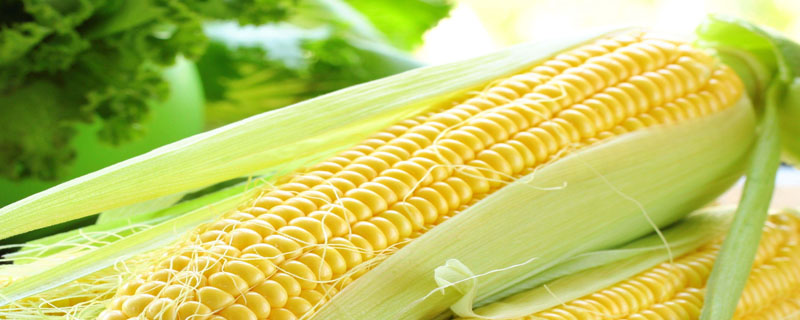 博丰669玉米种子特征特性，春播出苗至成熟128天