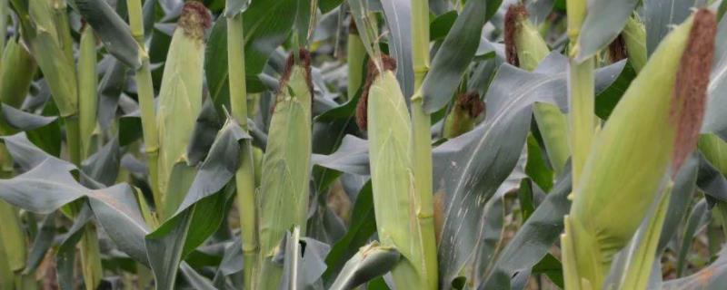 葫玉303玉米种简介，适宜在肥力中上等的地块种植