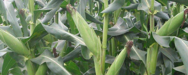 DG1909玉米品种的特性，适宜在肥力中上等的地块种植