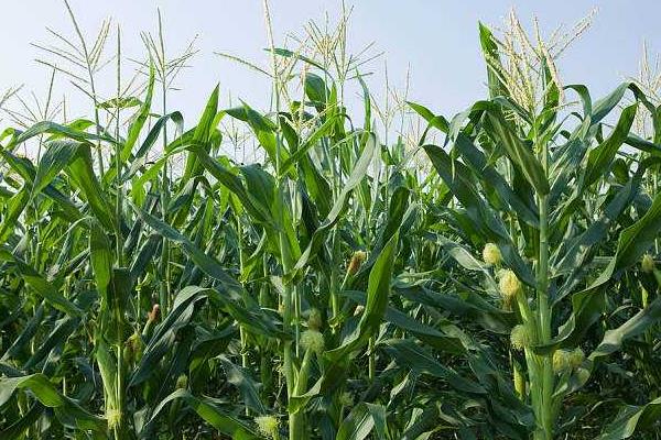 耕玉985玉米种简介，经鉴定中抗大斑病