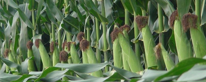 农易828玉米种子特点，春播出苗至成熟126天