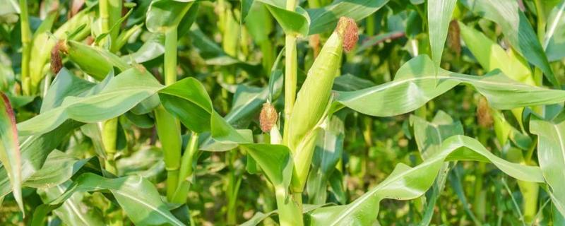 立中8号玉米种简介，适宜在肥力中上等的地块种植