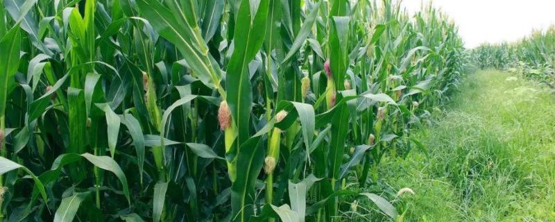 金地915玉米种子特点，春播出苗至成熟129天