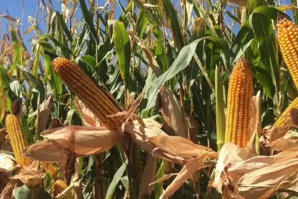致泰27号玉米种子特征特性，适宜在肥力中上等的地块种植