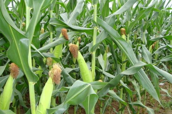 隆田609玉米种子简介，密度3000株/亩左右