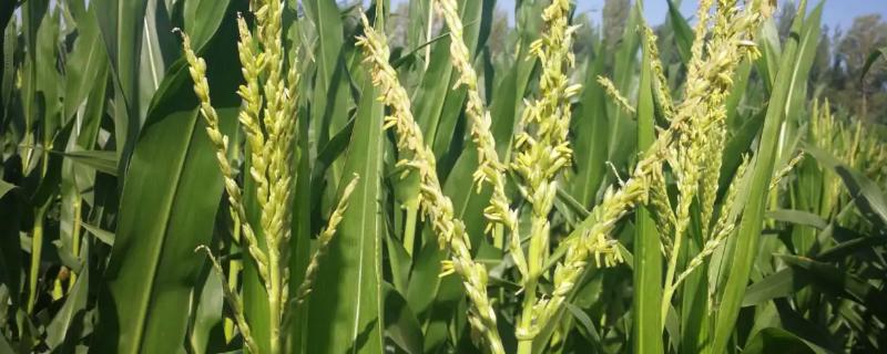 ZX191玉米种子特点，春播出苗至成熟129天