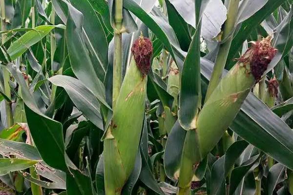 东萌605玉米种子特征特性，适宜在肥力中上等的地块种植