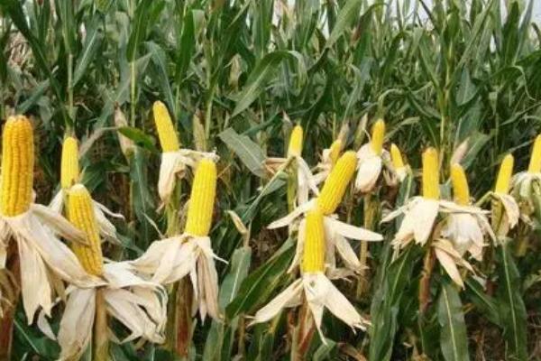 东萌605玉米种子特征特性，适宜在肥力中上等的地块种植