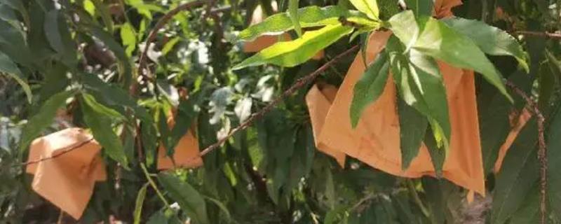 桃子套袋的时间，在桃子谢花后30-50天左右进行套袋
