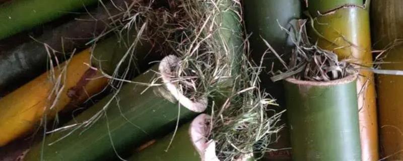 竹虫的养殖方法，先把虫卵或者幼虫放在竹园里